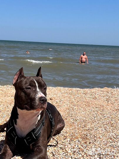 Собака для вязки