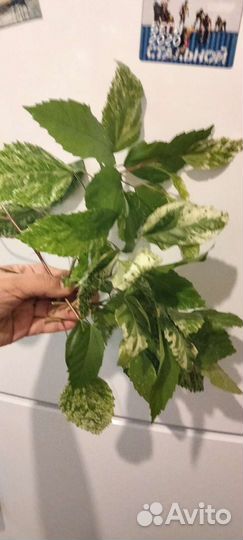 Комнатные цветы 2