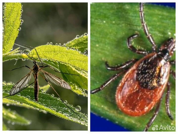 Обработка от насекомых тараканов клопов