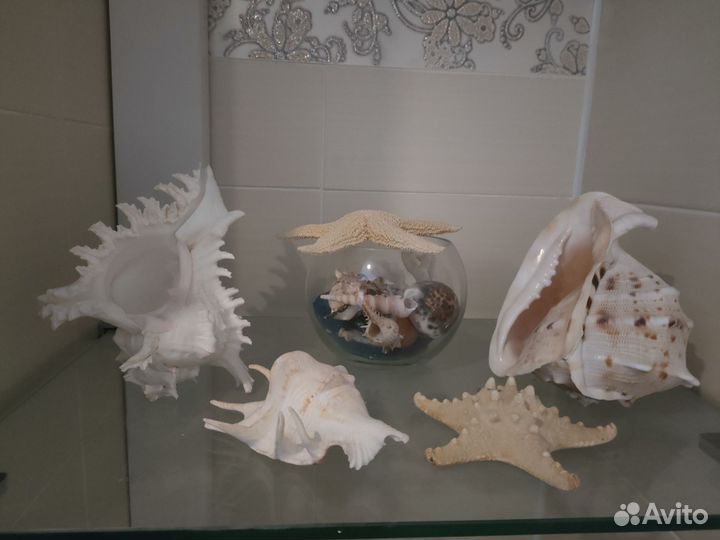 Ракушка морская большая