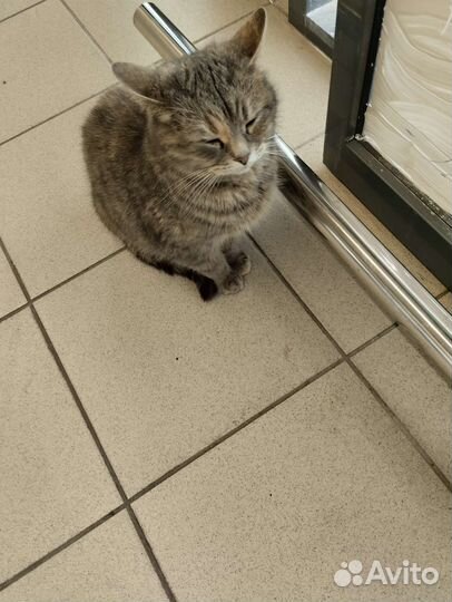 Кошечка