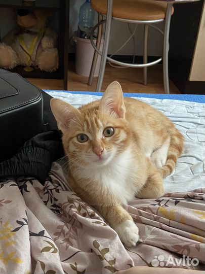 Рыжий котенок