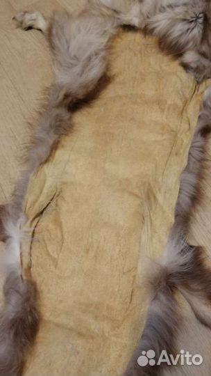 Шкура песца