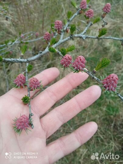 Лиственница сибирская