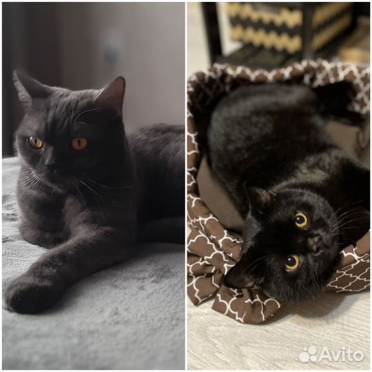Британские котята