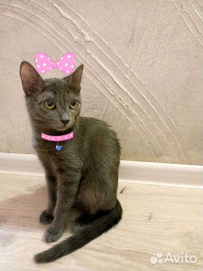 Кошки в добрые руки