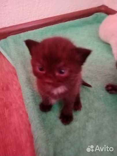 Кошка с котятами