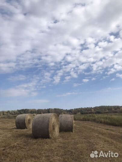 Продам сено в рулонах
