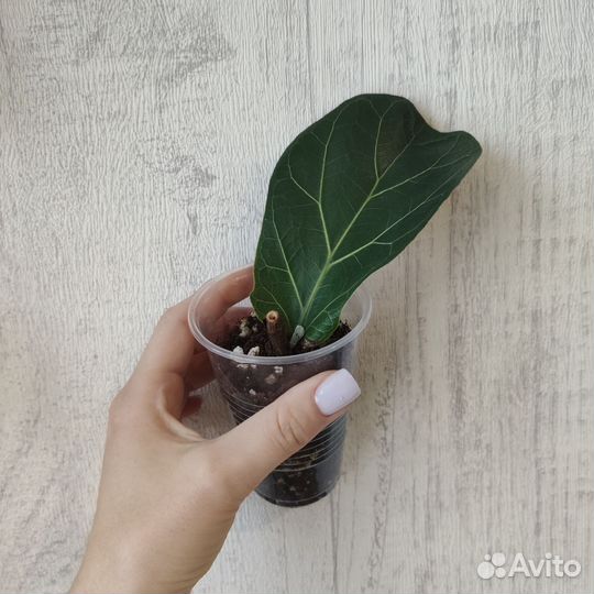 Разные цветочки