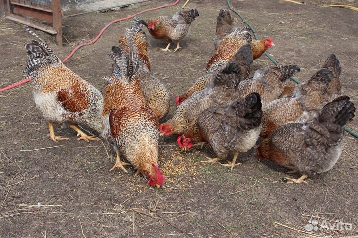 Инкубационное яйцо