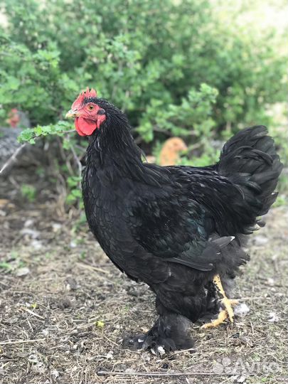 Петухи породы кохинхин