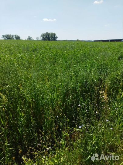 Сено вика-овес