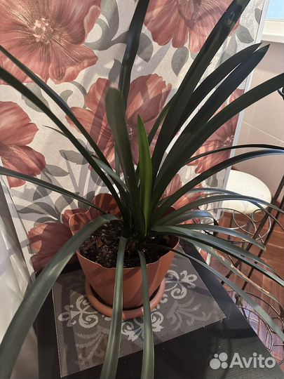 Продам цветок Кливия