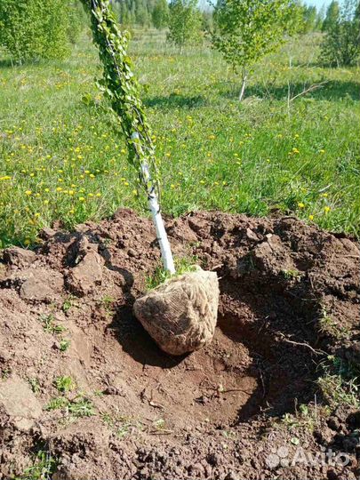 Саженцы березы