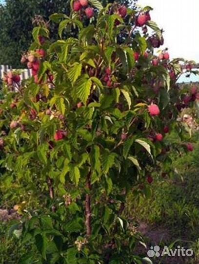 Саженцы малины