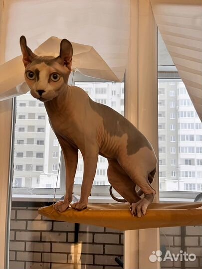 Сфинкс эльф вязка