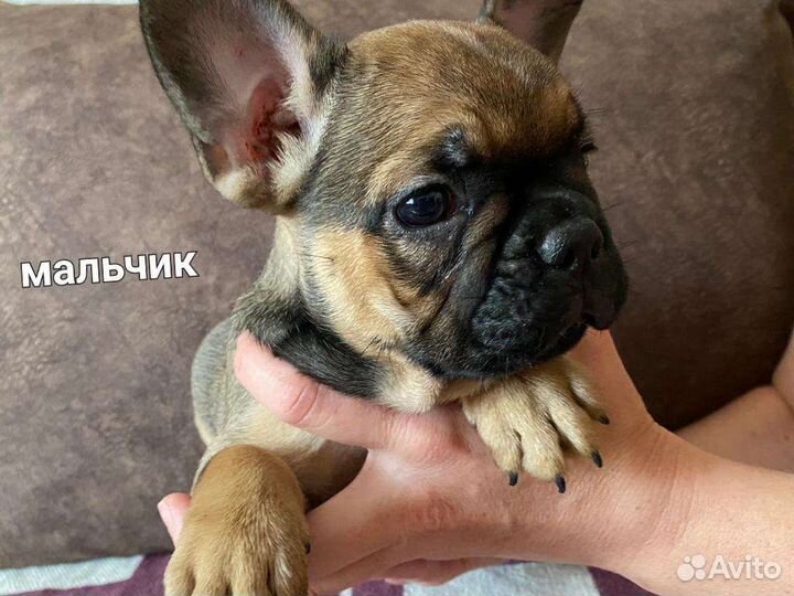 Французский бульдог щенки мини