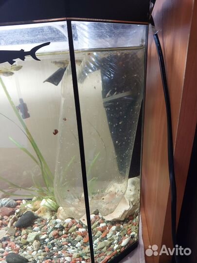 Аквариум с рыбками