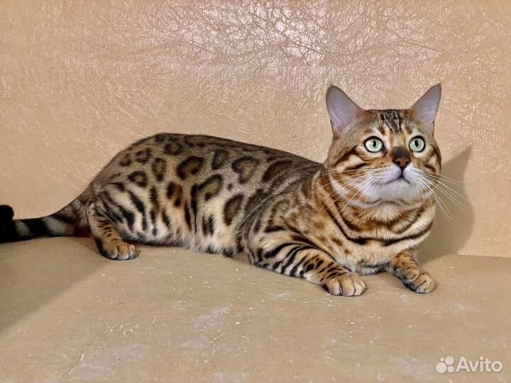 Бенгальский кот