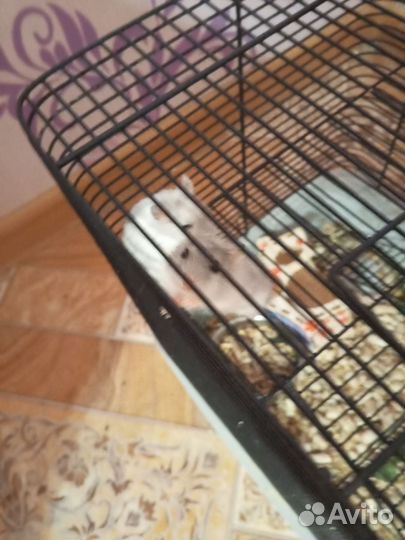 Хомяки джунгарики