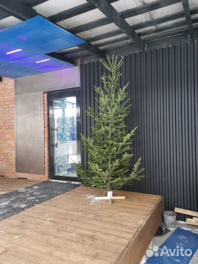 Ель новогодняя живая. Пихта