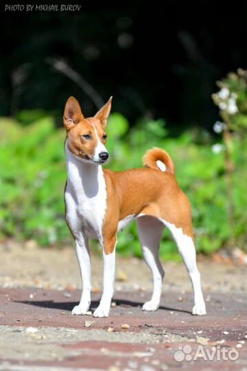 Щенки басенджи