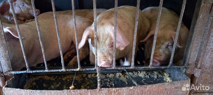 Мясо свинины домашнее