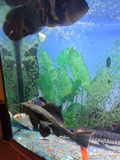Аквариум с тумбой на 450 литров со всем содержимым