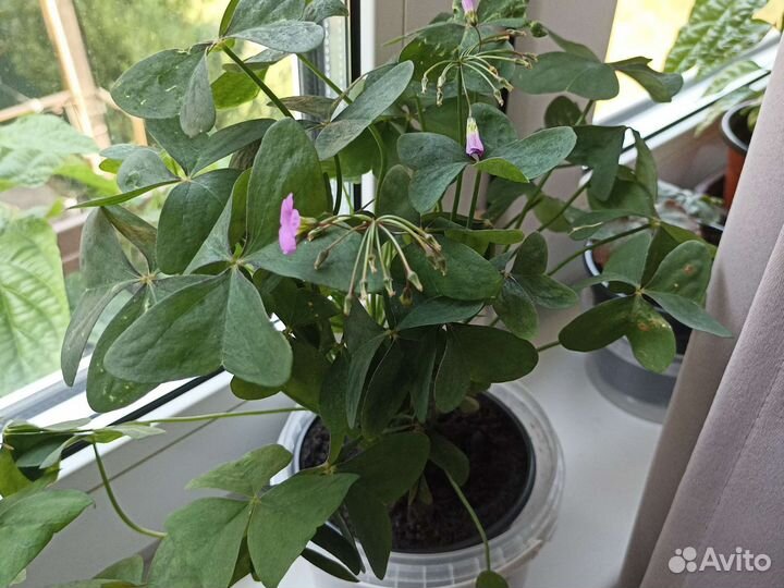 Оксалис (кислица)