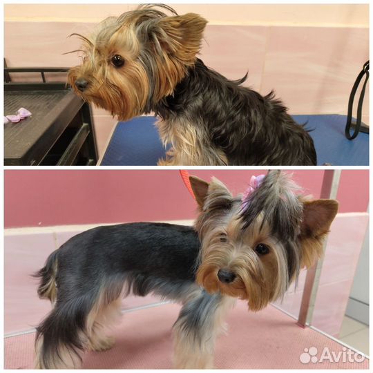 Начинающий грумер