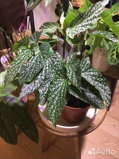 Комнатные растения