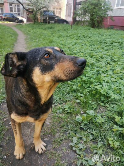 Собака в добрые руки