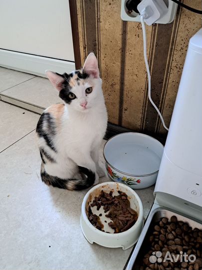 Котята 3 мес