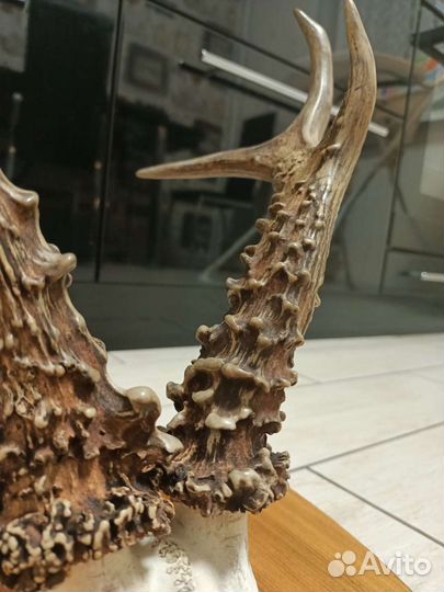 Рога косули медальон трофей