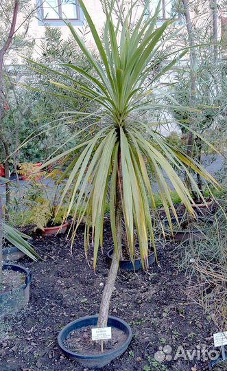 Кордилина южная, семена