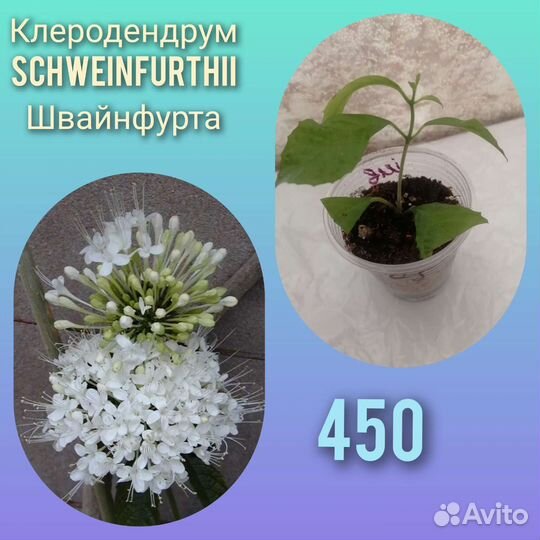 Клеродендрумы инерме и Швайнфурта