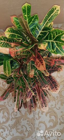 Кротон взрослое растение 130 см в фарфор горшке 6л