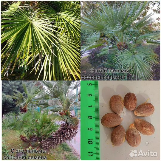 Пальма веерная Хамеропс приземистый