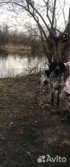 Вязка курцхаар