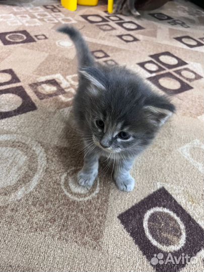 Котята бесплатно