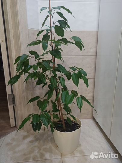 Фикус бенджамина Экзотика