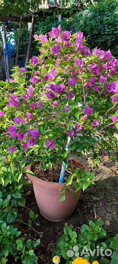 Бугенвиллия