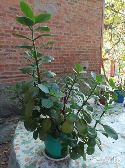 Комнатные цветы бесплатно