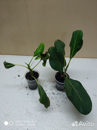 Редкие фикусы