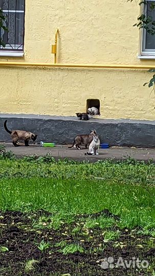 Тайские котята