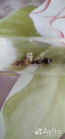 Матки муравьев formica rufibarbis -краснощекие