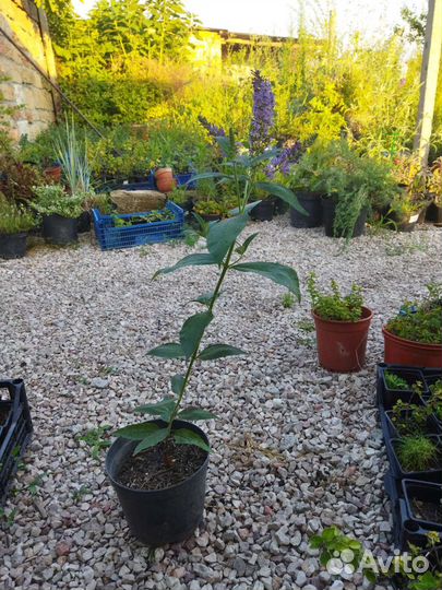 Буддлея давида