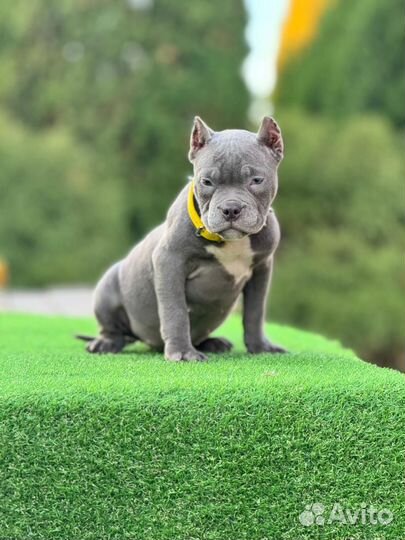 Американский булли девочка красотка