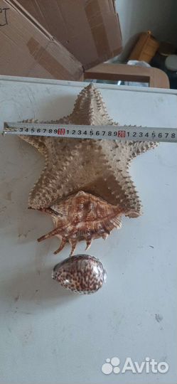 Морские ракушки звёзды