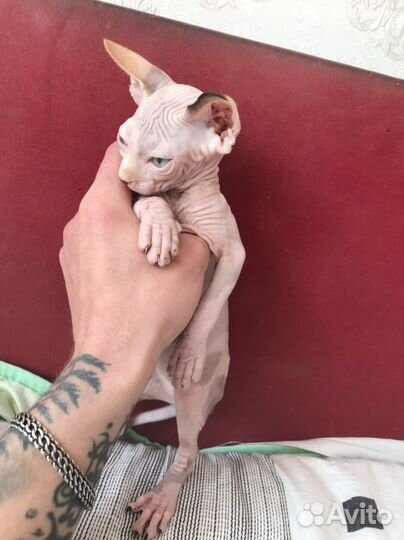 Канадский сфинкс котенок